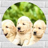 WallClassics - Muursticker Cirkel - Vijf Puppies op een Rij - 50x50 cm Foto op Muursticker