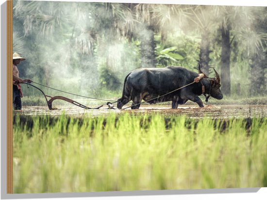 WallClassics - Hout - Waterbuffel aan het Werk - 80x60 cm - 12 mm dik - Foto op Hout (Met Ophangsysteem)