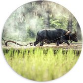 WallClassics - Cercle mural en panneau de mousse PVC - Buffle d'eau au travail - Photo 70x70 cm sur cercle mural (avec système d'accrochage)