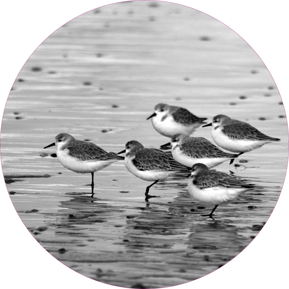 Texelphotos.nl - Muurcirkel -Texel Strandlopers - Wanddecoratie rond - Wandcirkel - Zeevogels - Strandlopers - Strand - Natuur - Noordzee - Aluminium - Dibond - 60x60 cm - Binnen en Buiten