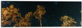 WallClassics - Dibond - Bomen in de Nacht onder Sterrenhemel - 60x20 cm Foto op Aluminium (Wanddecoratie van metaal)