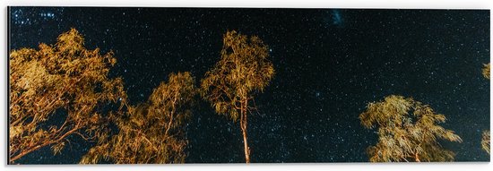 WallClassics - Dibond - Bomen in de Nacht onder Sterrenhemel - 60x20 cm Foto op Aluminium (Wanddecoratie van metaal)