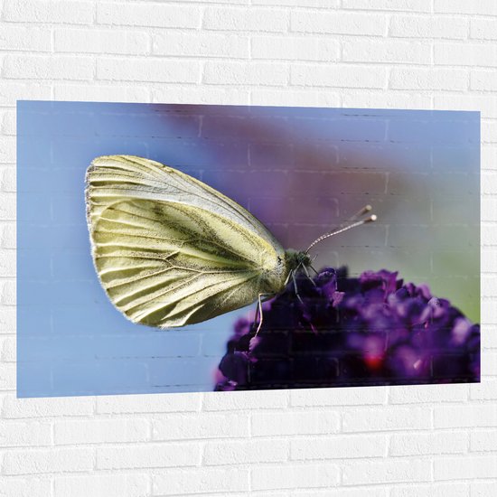 WallClassics - Muursticker - Witte Vlinder op Paarse Bloem - 120x80 cm Foto op Muursticker