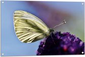 WallClassics - Tuinposter – Witte Vlinder op Paarse Bloem - 90x60 cm Foto op Tuinposter  (wanddecoratie voor buiten en binnen)
