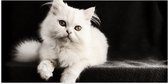 WallClassics - Poster (Matte) - Chat Witte sur Fond Noir - 100x50 cm Photo sur Papier Poster avec un aspect Mat