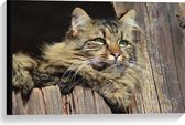 WallClassics - Toile - Chat marron détendu - 60x40 cm Photo sur toile (Décoration murale sur toile)
