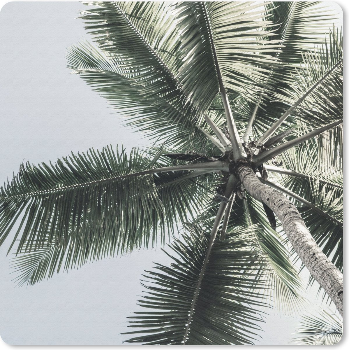 Muismat 30x30 cm - Mousepad Palmboom - Tropical - Zomer - Muismatten