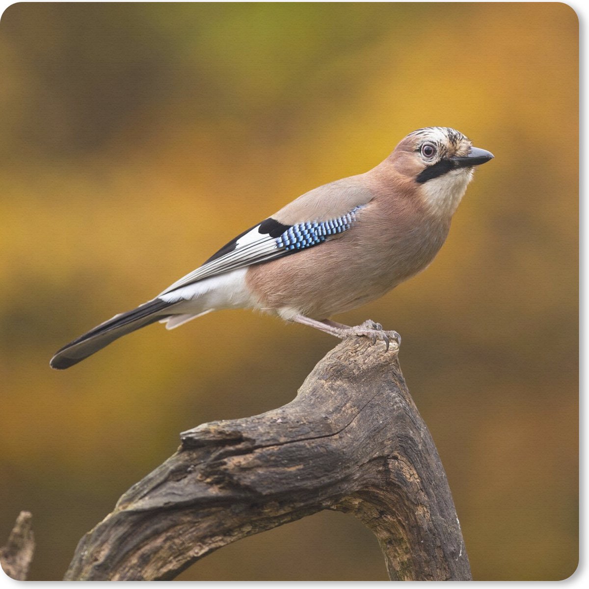 Muismat 30x30 cm - Mousepad Vogel - Tak - Vlaamse gaai - Muismatten