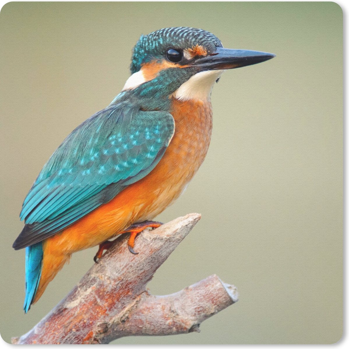 Muismat 20x20 cm - Mousepad Vogel - IJsvogel - Tak - Muismatten
