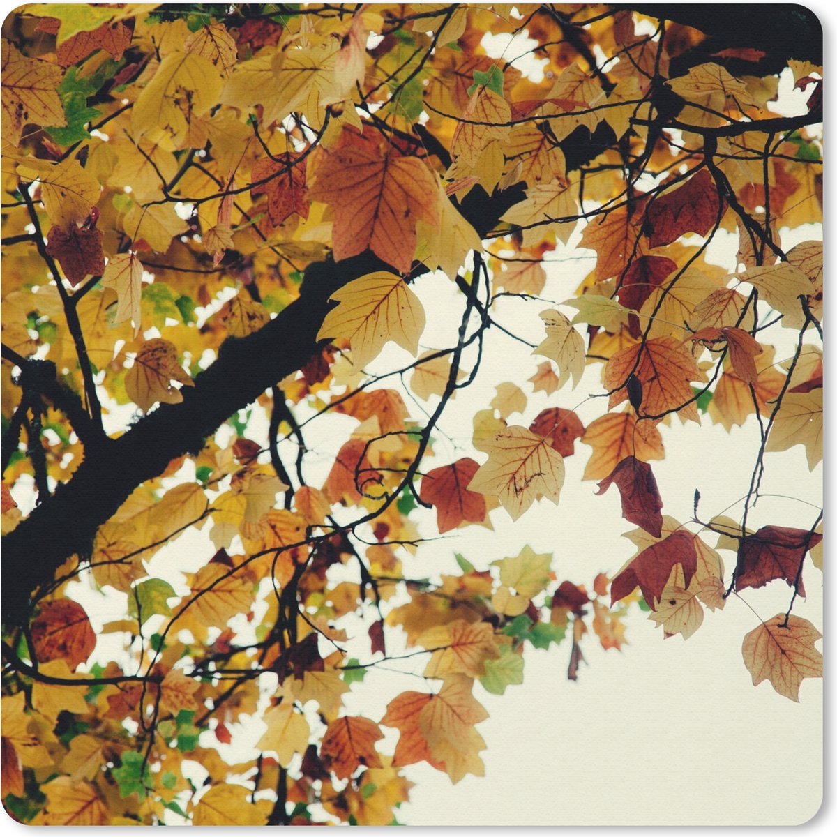 Muismat 30x30 cm - Mousepad Bomen - Herfstbladeren - Natuur - Muismatten