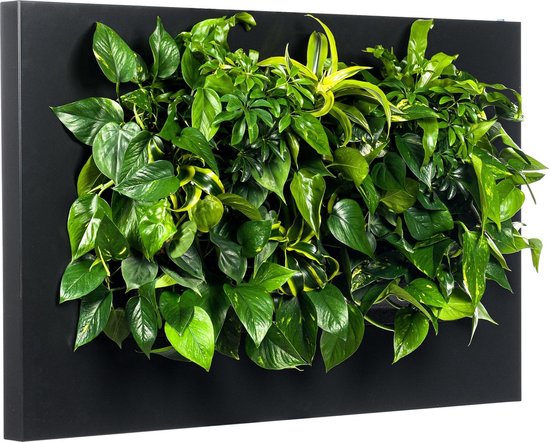 Levende Plantenschilderij LivePicture 2 zwart 112 x 72 x 7 cm excl. planten