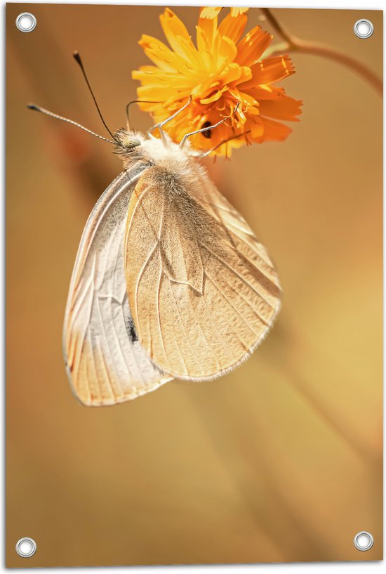 WallClassics - Tuinposter – Witte Vlinder op Oranje Bloem - 40x60 cm Foto op Tuinposter  (wanddecoratie voor buiten en binnen)