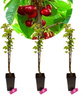 Set van 3 Zuilkersen - 3x Prunus avium 'Boas'® - Zuilkers - Hoogte +60cm - 3L pot