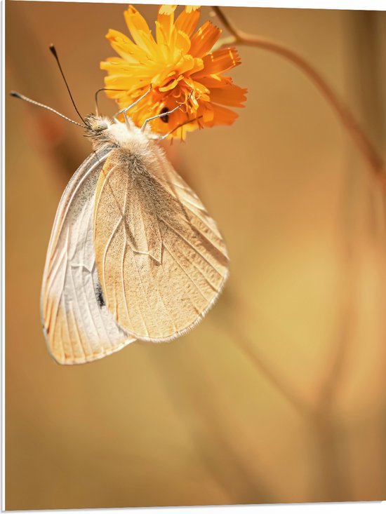 1 Plaque À Suspendre En Bois Avec Motif Papillon, Fleur, Plante