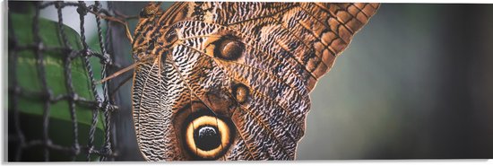 WallClassics - Acrylglas - Bruine Vlinder op het Hek - 60x20 cm Foto op Acrylglas (Wanddecoratie op Acrylaat)