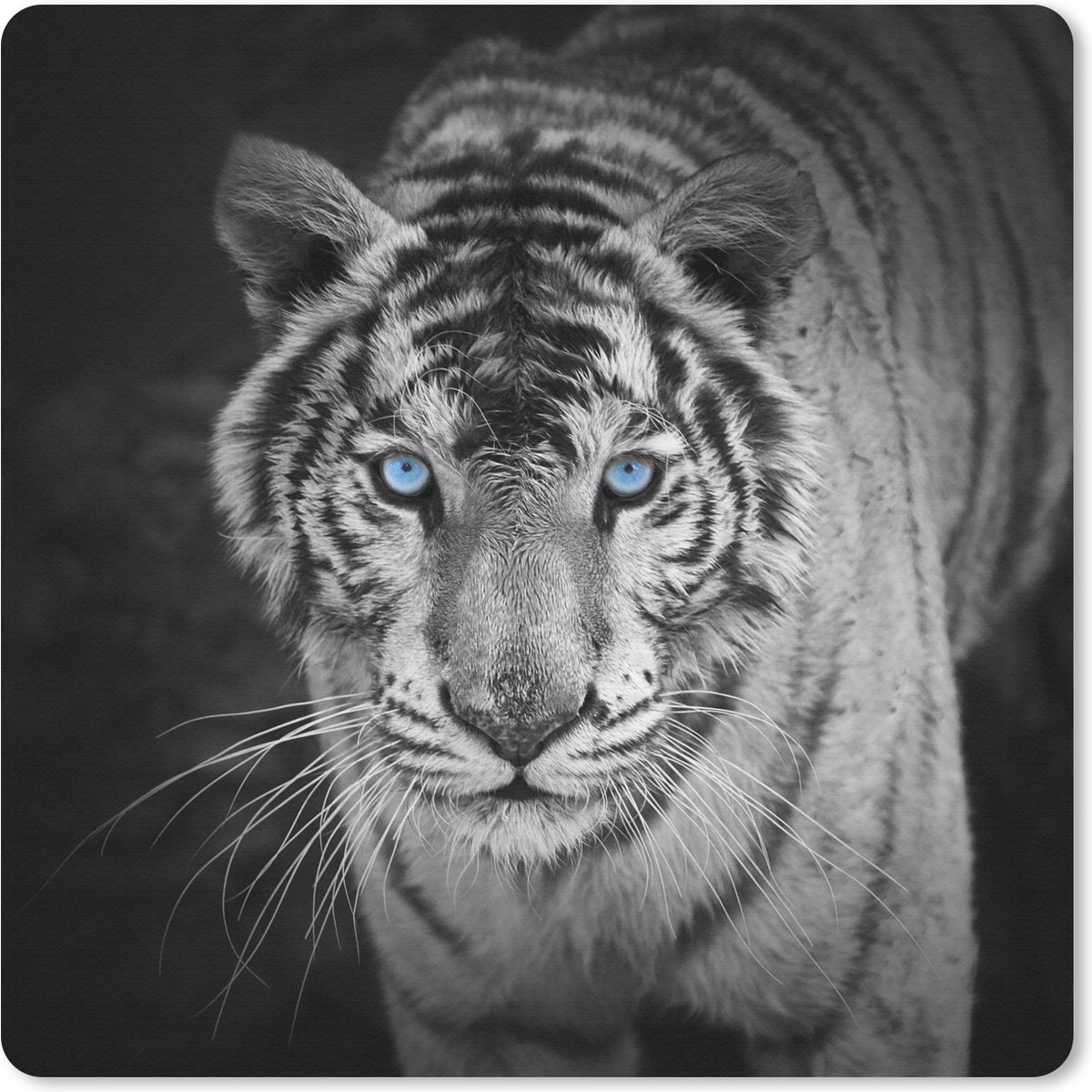 Muismat 30x30 cm - Mousepad Dieren - Tijger - Zwart wit - Ogen - Blauw - Muismatten