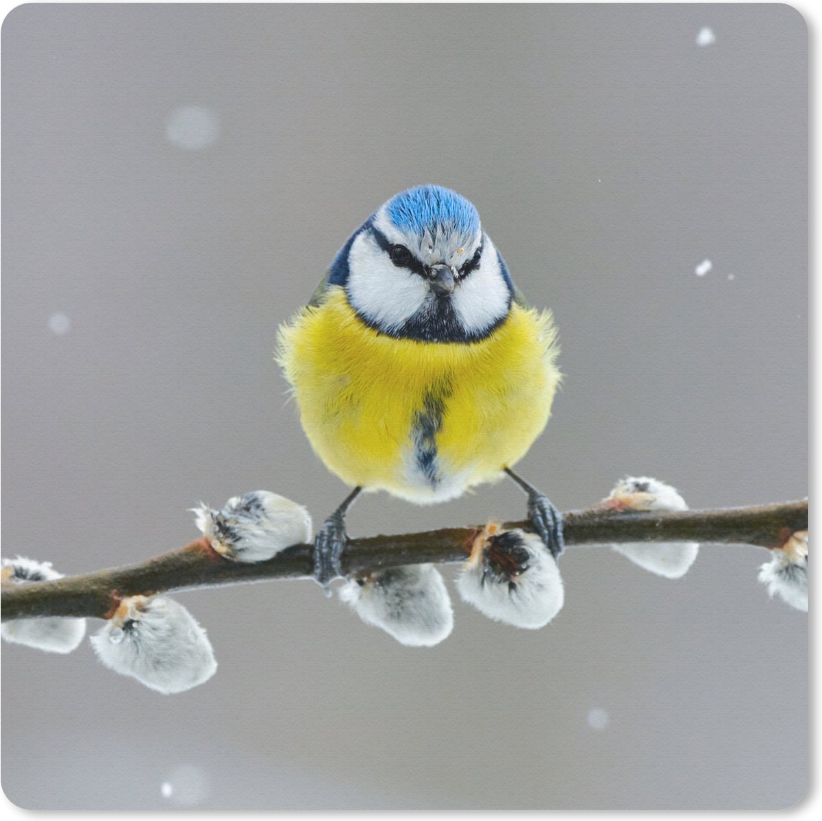 Muismat 20x20 cm - Mousepad Pimpelmees - Vogel - Tak - Geel - Blauw - Muismatten