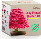 Grow Buddha - Kweek je eigen Bonsai boom Starter Kit - Japanese Maple, Wisteria Black Pine en Judas Tree