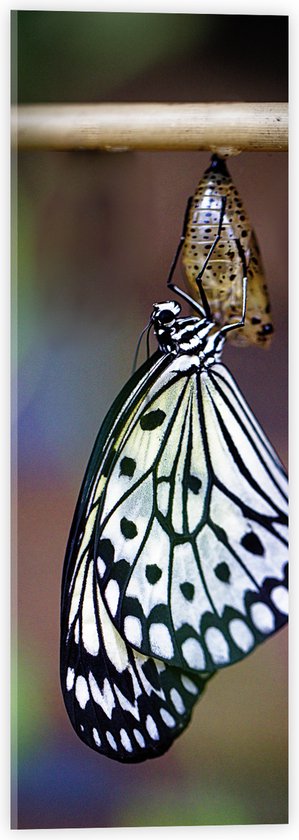 WallClassics - Acrylglas - Zwart met Witte Vlinder komt uit Cocon - 20x60 cm Foto op Acrylglas (Wanddecoratie op Acrylaat)