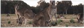 WallClassics - Vlag - Kangeroe's in Australië - 60x20 cm Foto op Polyester Vlag