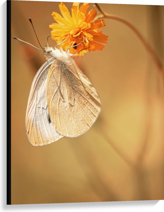 WallClassics - Canvas  - Witte Vlinder op Oranje Bloem - 75x100 cm Foto op Canvas Schilderij (Wanddecoratie op Canvas)