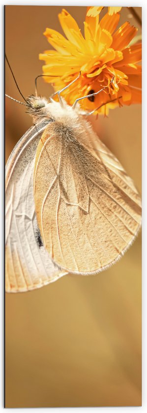 WallClassics - Dibond - Witte Vlinder op Oranje Bloem - 50x150 cm Foto op Aluminium (Met Ophangsysteem)