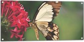 WallClassics - Poster de Jardin - Marron avec Papillon Witte à Bloem Rouge - 100x50 cm Photo sur Poster de Jardin (décoration murale pour l'extérieur et l'intérieur)