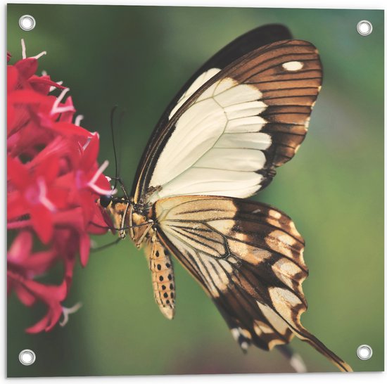 WallClassics - Poster de Jardin - Marron avec Papillon Witte à Bloem Rouge - 50x50 cm Photo sur Poster de Jardin (décoration murale pour l'extérieur et l'intérieur)