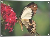 WallClassics - Tuinposter – Bruin met Witte Vlinder bij Rode Bloem - 80x60 cm Foto op Tuinposter  (wanddecoratie voor buiten en binnen)