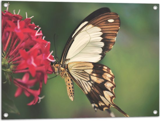 WallClassics - Tuinposter – Bruin met Witte Vlinder bij Rode Bloem - 80x60 cm Foto op Tuinposter  (wanddecoratie voor buiten en binnen)
