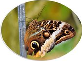 WallClassics - PVC Schuimplaat Ovaal - Bruine Vlinder - 28x21 cm Foto op Ovaal  (Met Ophangsysteem)