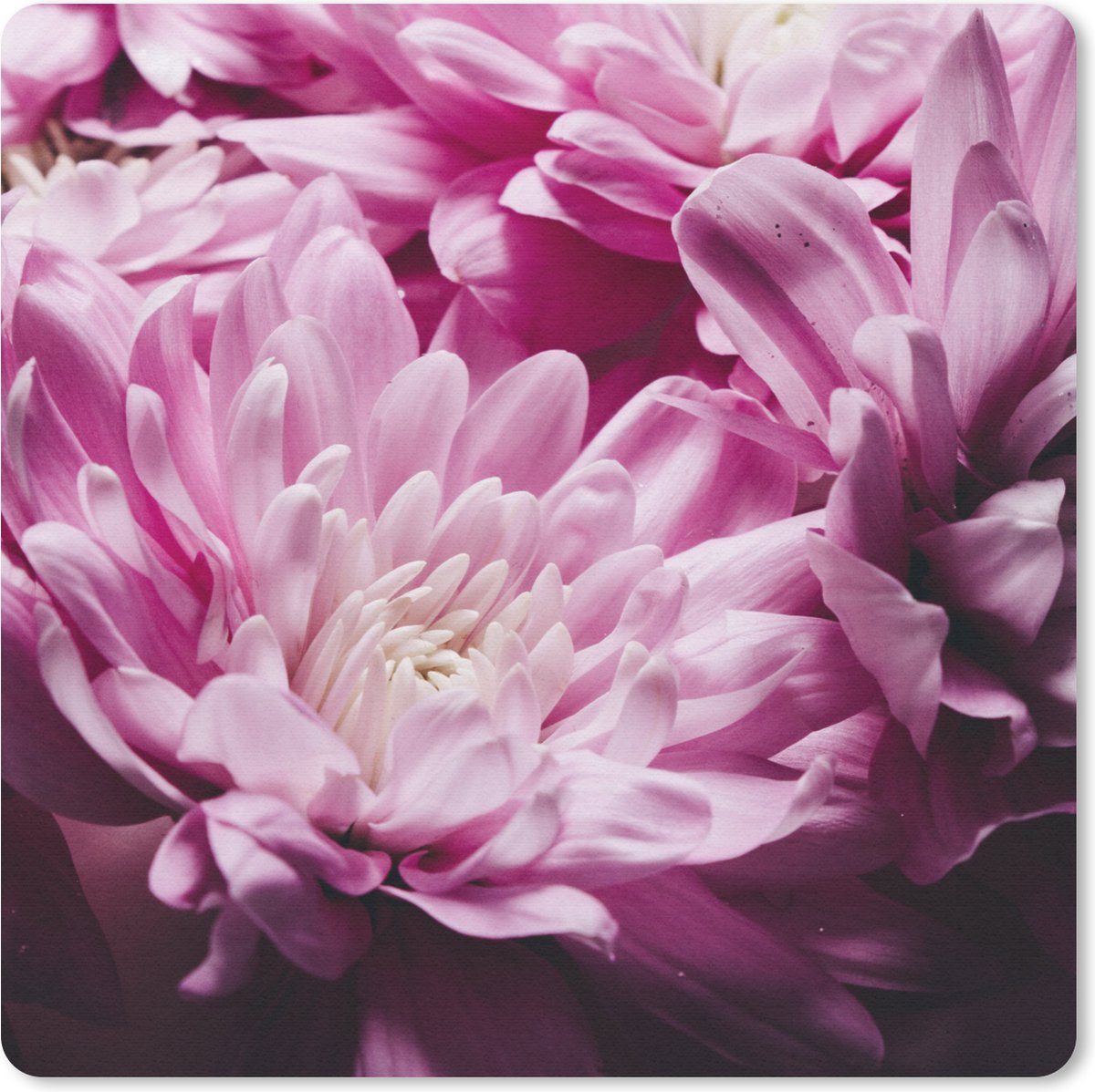 Muismat 30x30 cm - Mousepad Bloemen - Roze - Natuur - Muismatten
