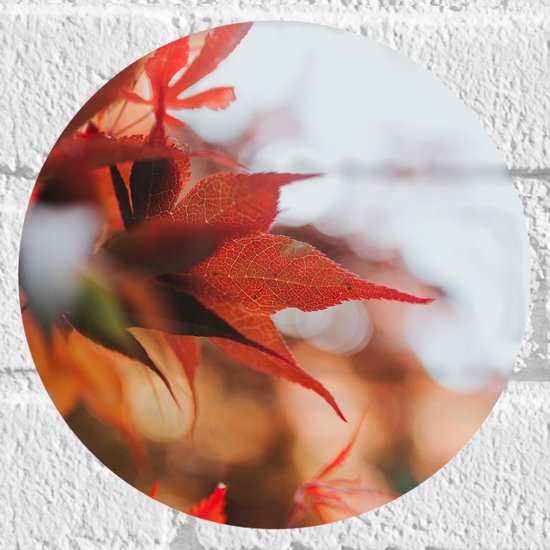 WallClassics - Muursticker Cirkel - Close up van Rode Herfstbladeren - 20x20 cm Foto op Muursticker