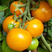 Bio-tomaten zaden - Tomaat Goldene Konigin