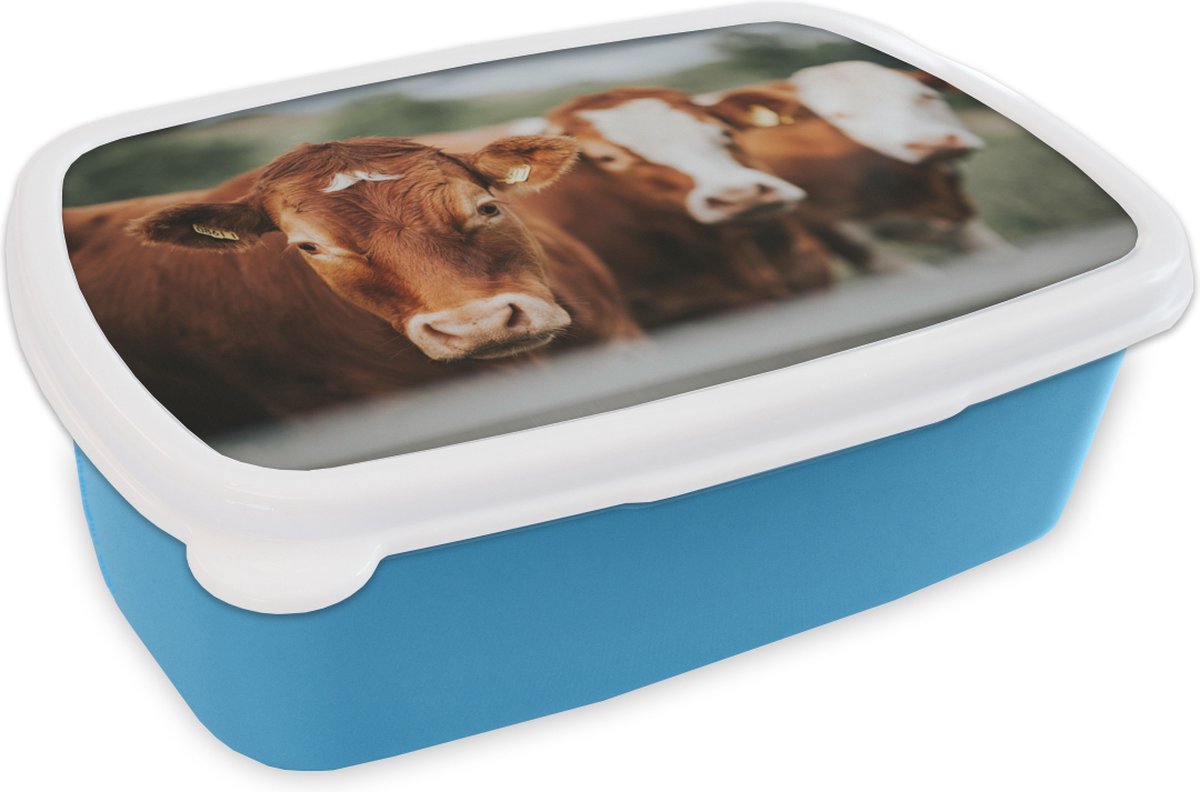 Broodtrommel Blauw - Lunchbox - Brooddoos - Koeien - Gras - Hek - 18x12x6 cm - Kinderen - Jongen