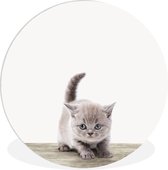 Kinderkamer decoratie - Wanddecoratie - Kids - Kitten - Huisdieren - Kat - Wandcirkel dieren - Muurcirkel - 30x30 cm - Kunststof