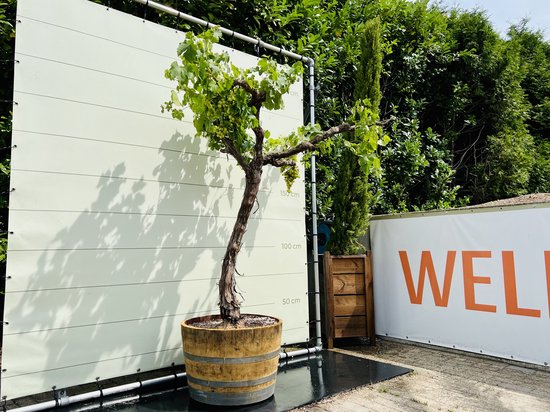 Druivenplant met verweerde stam en groene bladeren in houten wijnvat, tegen witte achtergrond met maataanduiding.