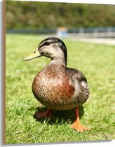 WallClassics - Hout - Eend op het Gras - 75x100 cm - 12 mm dik - Foto op Hout (Met Ophangsysteem)