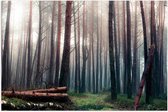 WallClassics - Poster Glanzend – Omgevallen Bomen in het Bos - 105x70 cm Foto op Posterpapier met Glanzende Afwerking