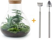 Terrarium - Sam XL - ↑ 35 cm - Ecosysteem plant - Kamerplanten - DIY planten terrarium - Mini ecosysteem - Inclusief hark + schep