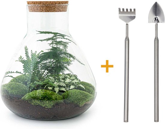 Foto: Terrarium sam xl 35 cm ecosysteem plant kamerplanten diy planten terrarium mini ecosysteem inclusief hark schep