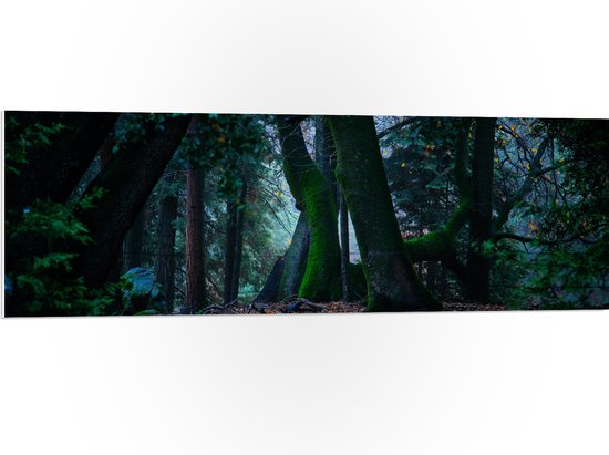 WallClassics - PVC Schuimplaat- Grote Kromme Bomen in het Bos - 120x40 cm Foto op PVC Schuimplaat