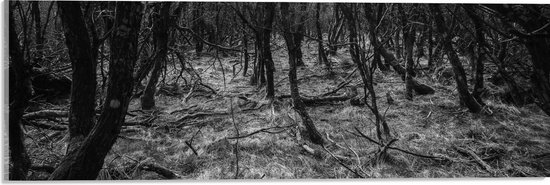 WallClassics - Acrylglas - Takken in het Bos Zwart / Wit - 60x20 cm Foto op Acrylglas (Wanddecoratie op Acrylaat)