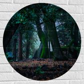 WallClassics - Muursticker Cirkel - Grote Kromme Bomen in het Bos - 70x70 cm Foto op Muursticker