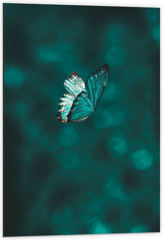 WallClassics - Dibond - Blauw Vlindertje  - 60x90 cm Foto op Aluminium (Met Ophangsysteem)