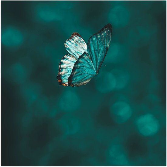 WallClassics - Poster (Matte) - Papillon Blauw - 50x50 cm Photo sur Papier Poster avec un aspect Mat