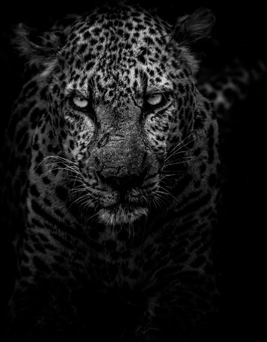 Schilderij luipaard 120 x 180 Pixello Canvas Schilderijen op