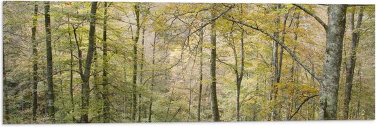 WallClassics - Drapeau - Arbres sur une pente dans une forêt - Photo 90x30 cm sur drapeau en polyester