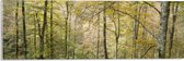 WallClassics - Acrylglas - Bomen op een Helling in een Bos - 60x20 cm Foto op Acrylglas (Met Ophangsysteem)