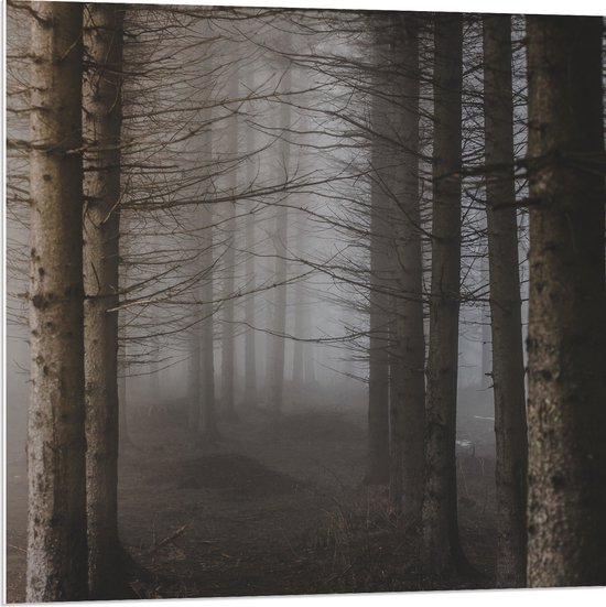 WallClassics - PVC Schuimplaat- Mist tussen Hoge Witte Bomen - 80x80 cm Foto op PVC Schuimplaat